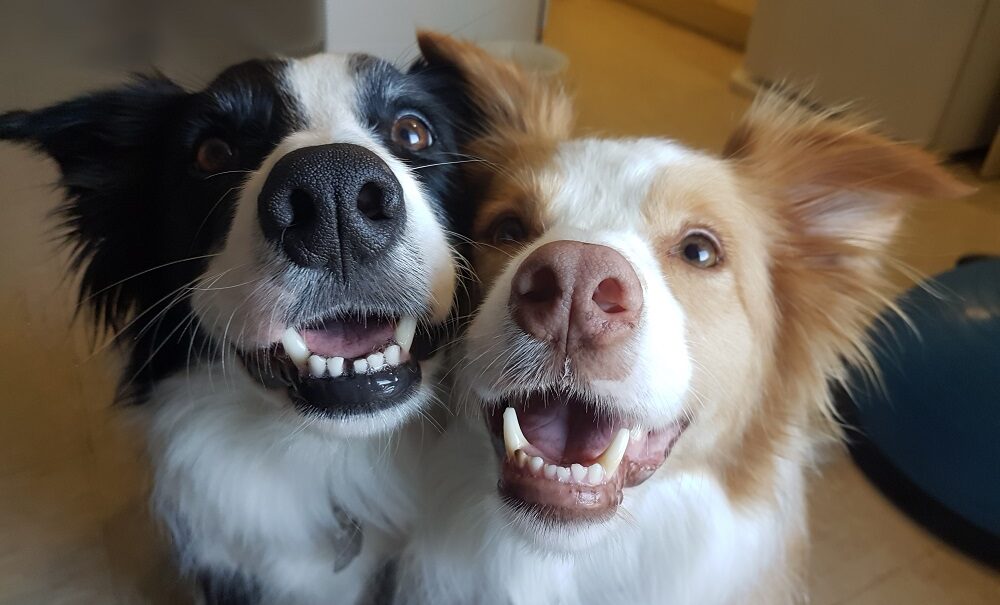 Pet Dental Care in Highlands Ranch, CO