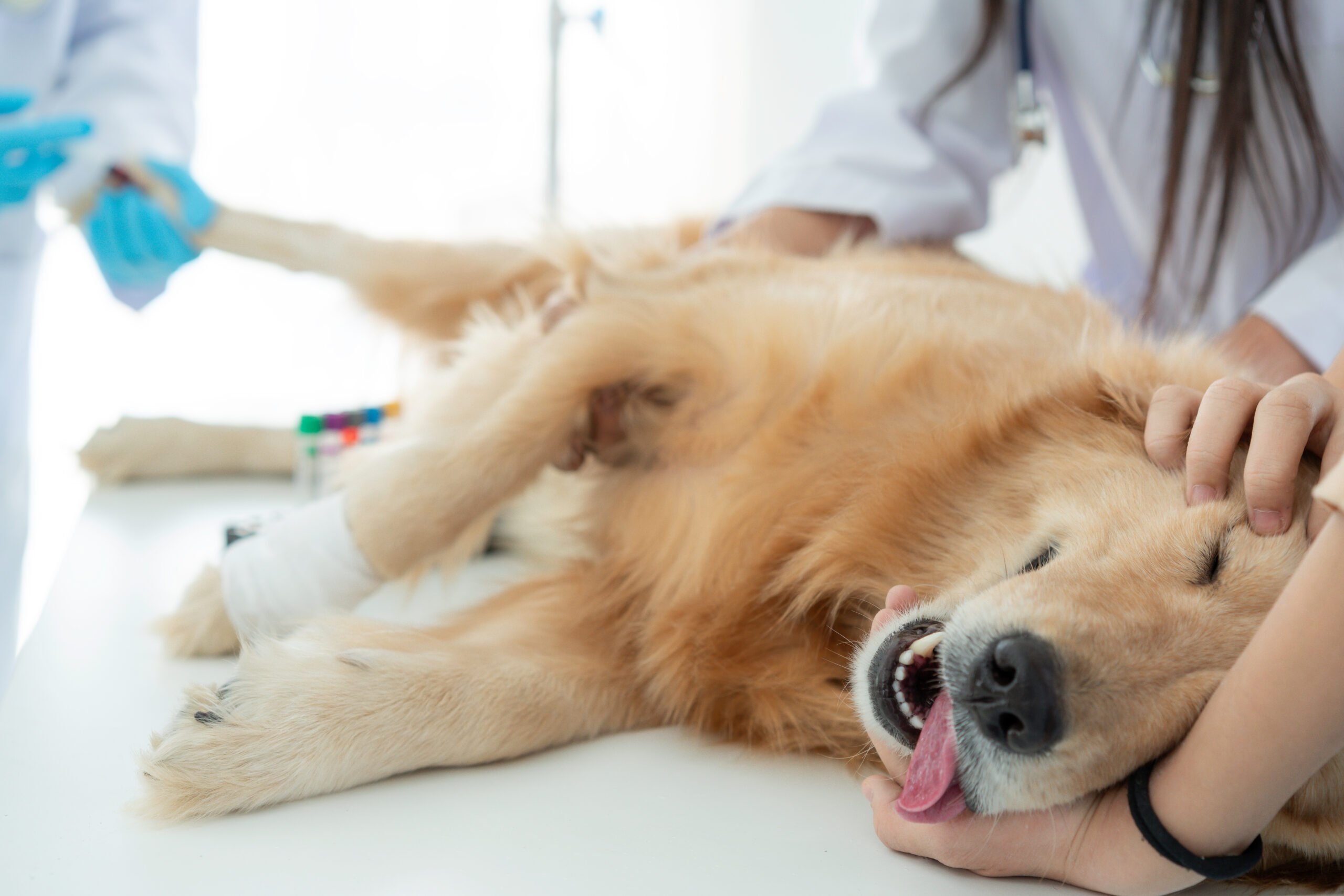 Veterinary Surgery in Highlands Ranch, CO