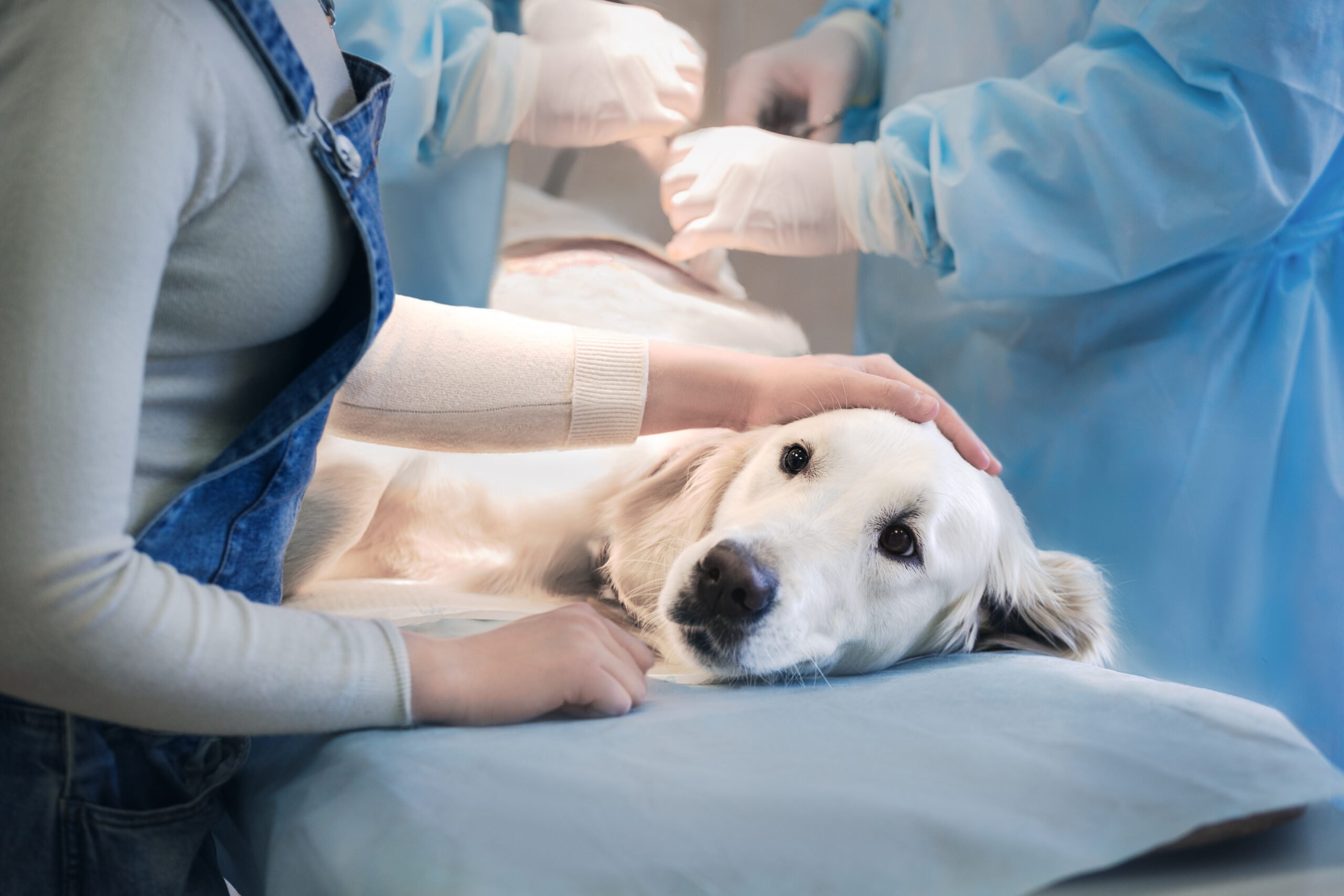 Veterinary Surgery in Highlands Ranch, CO