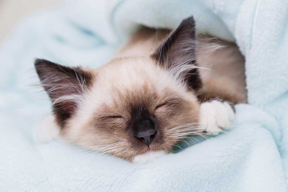 Pet Acupuncture in Highlands Ranch, CO