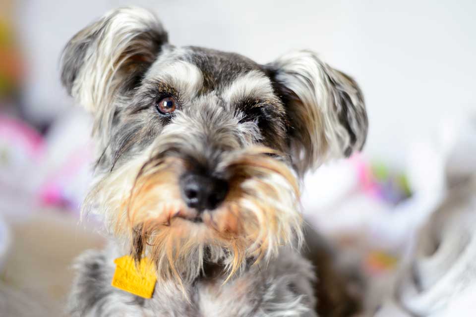 Pet Acupuncture in Highlands Ranch, CO