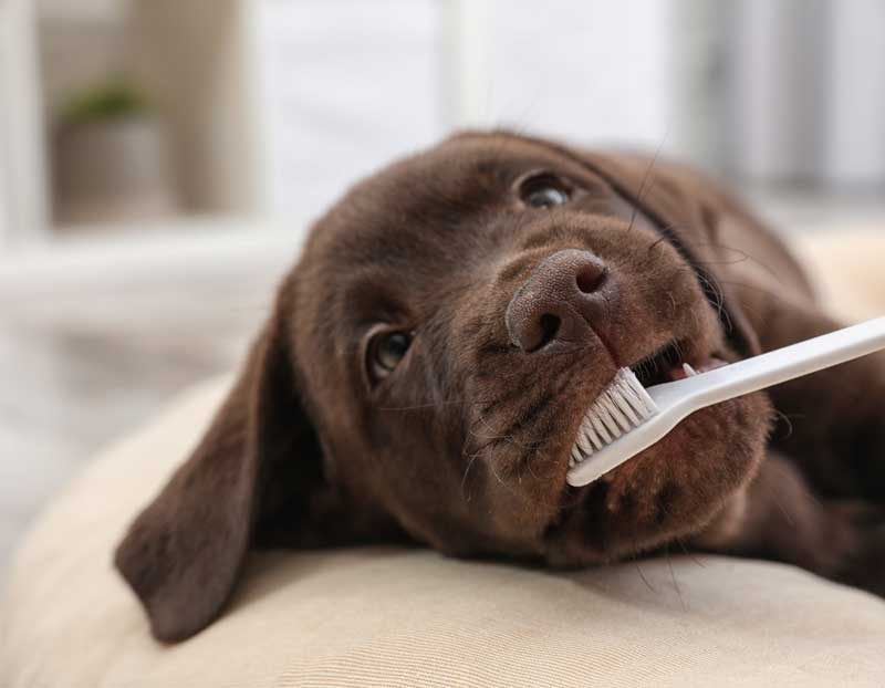 Pet Dental Care in Highlands Ranch, CO
