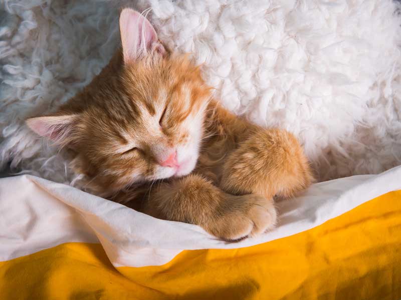 sleeping cat - Veterinarian in Highlands Ranch, CO