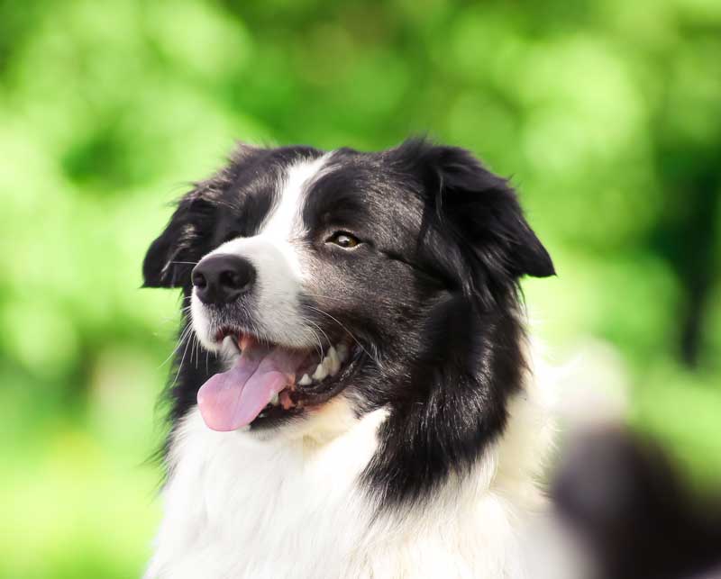 Veterinarian in Highlands Ranch, CO