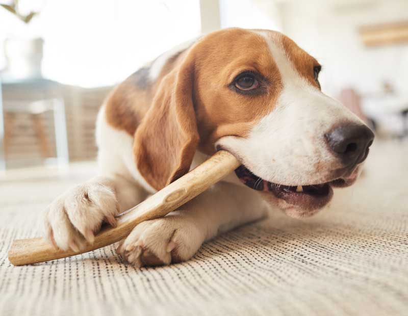 dog chewing - Pet Dental Care in Highlands Ranch, CO